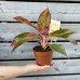 Chinese Evergreen (Aglaonema) ´CRETE FLAME´ - kont. C1L, výška 15-20 cm